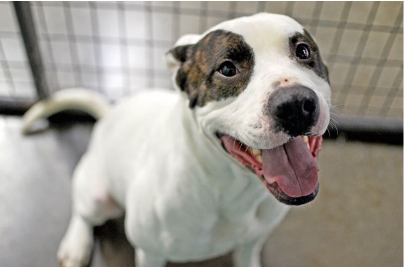 Pet of the Week
